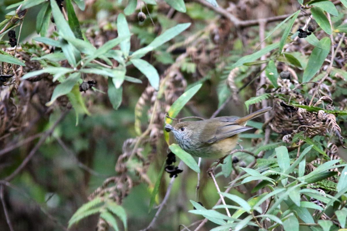 Brown Thornbill (Acanthiza pusilla)