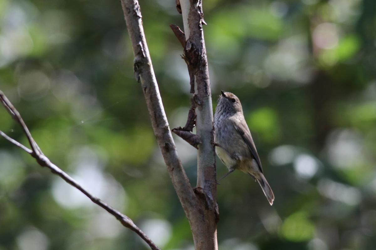 Brown Thornbill (Acanthiza pusilla)