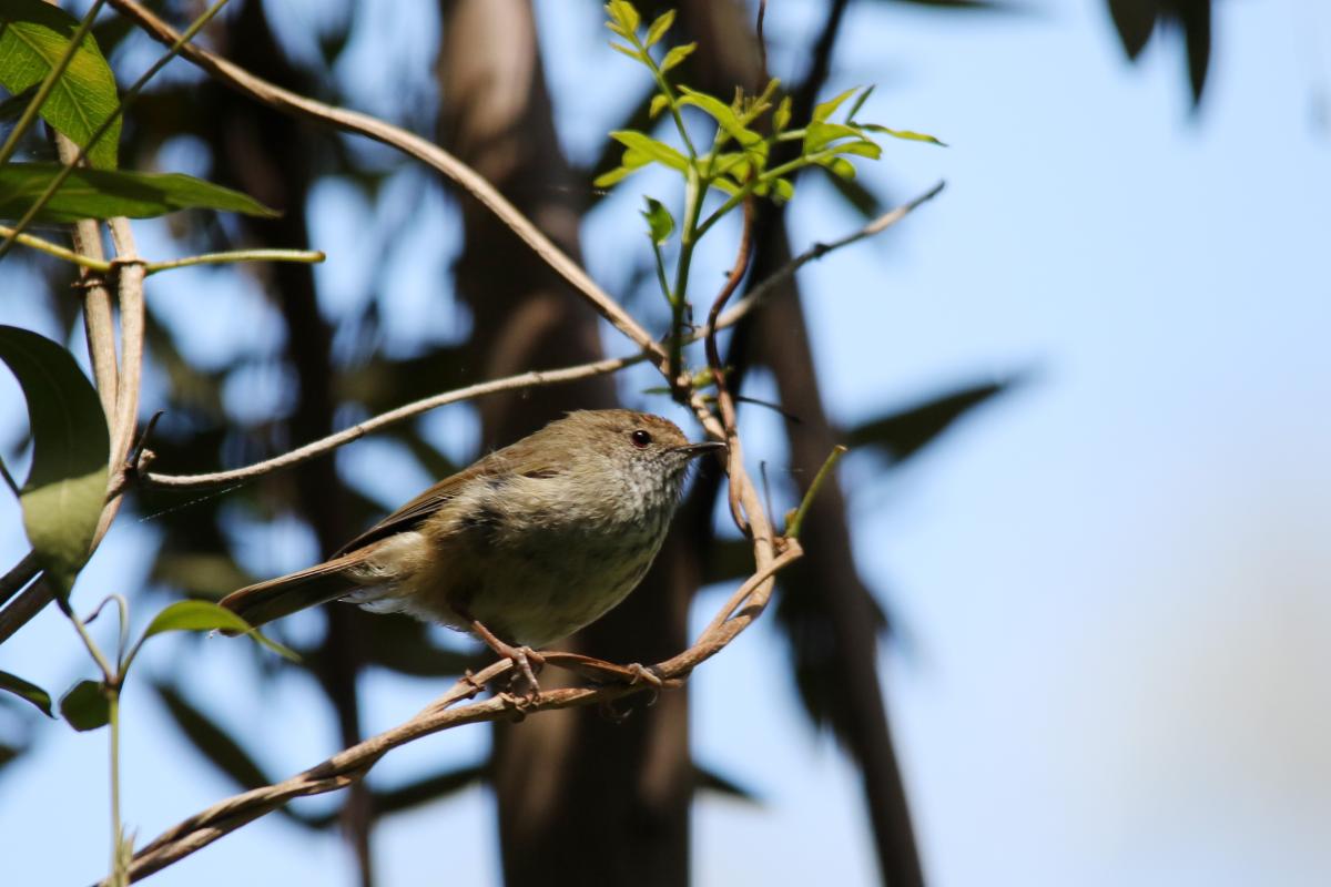 Brown Thornbill (Acanthiza pusilla)