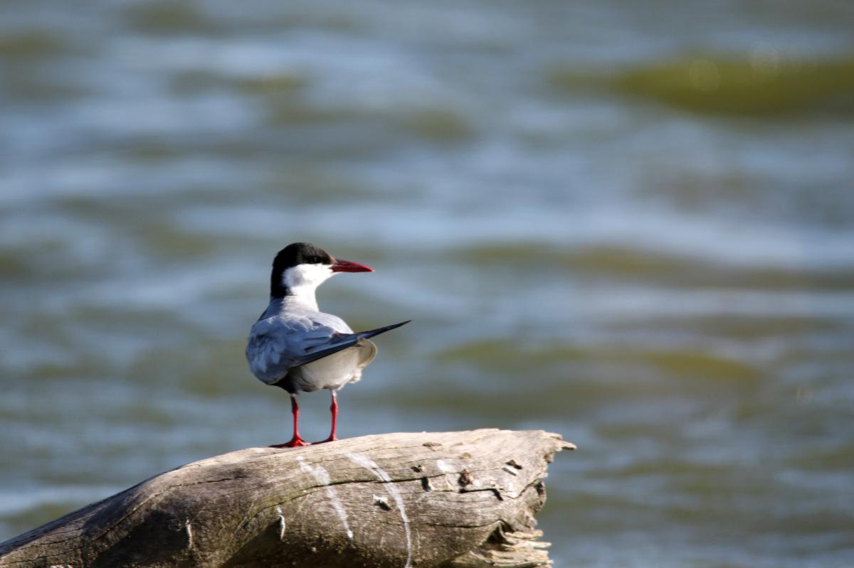 Caspian Tern (Hydroprogne caspia)