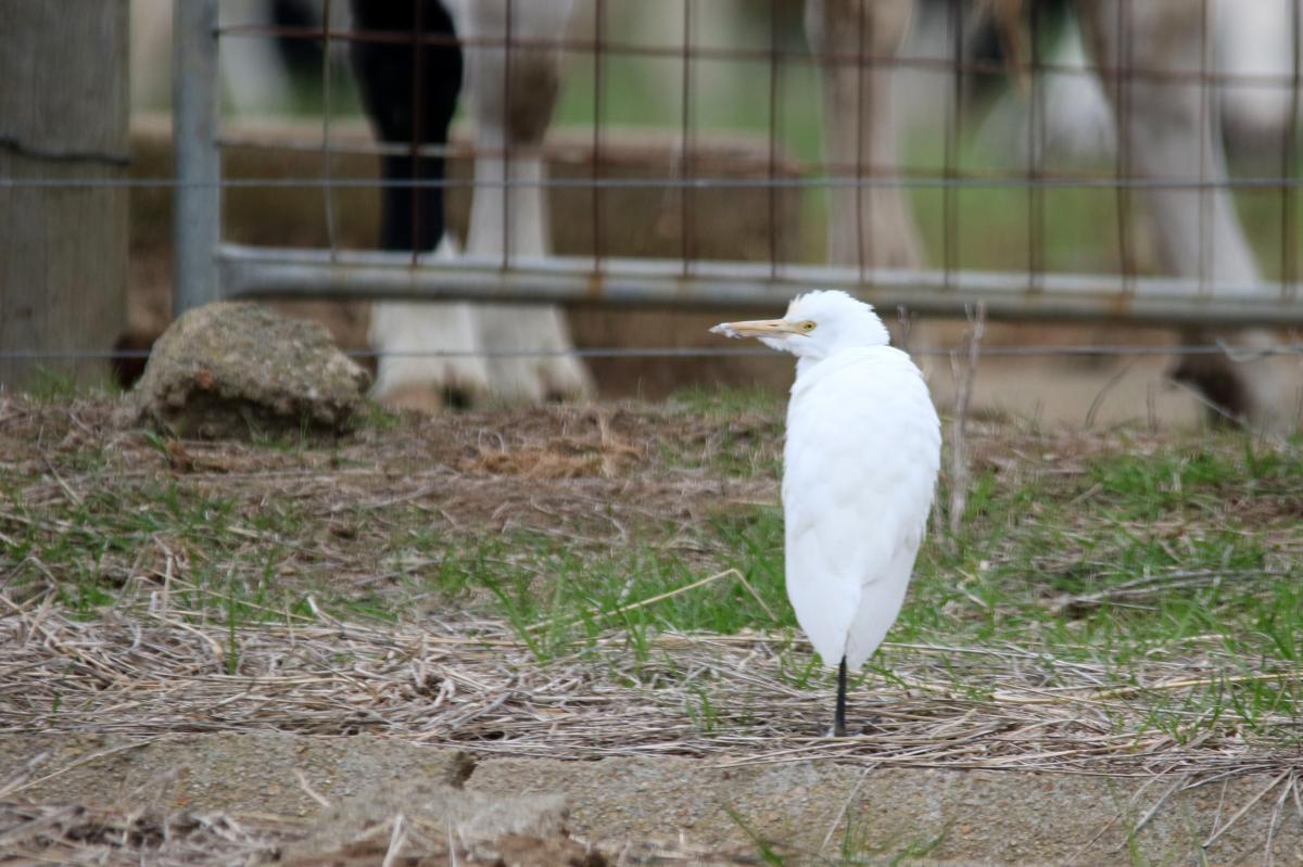 Cattle Egret (Bubulcus ibis)