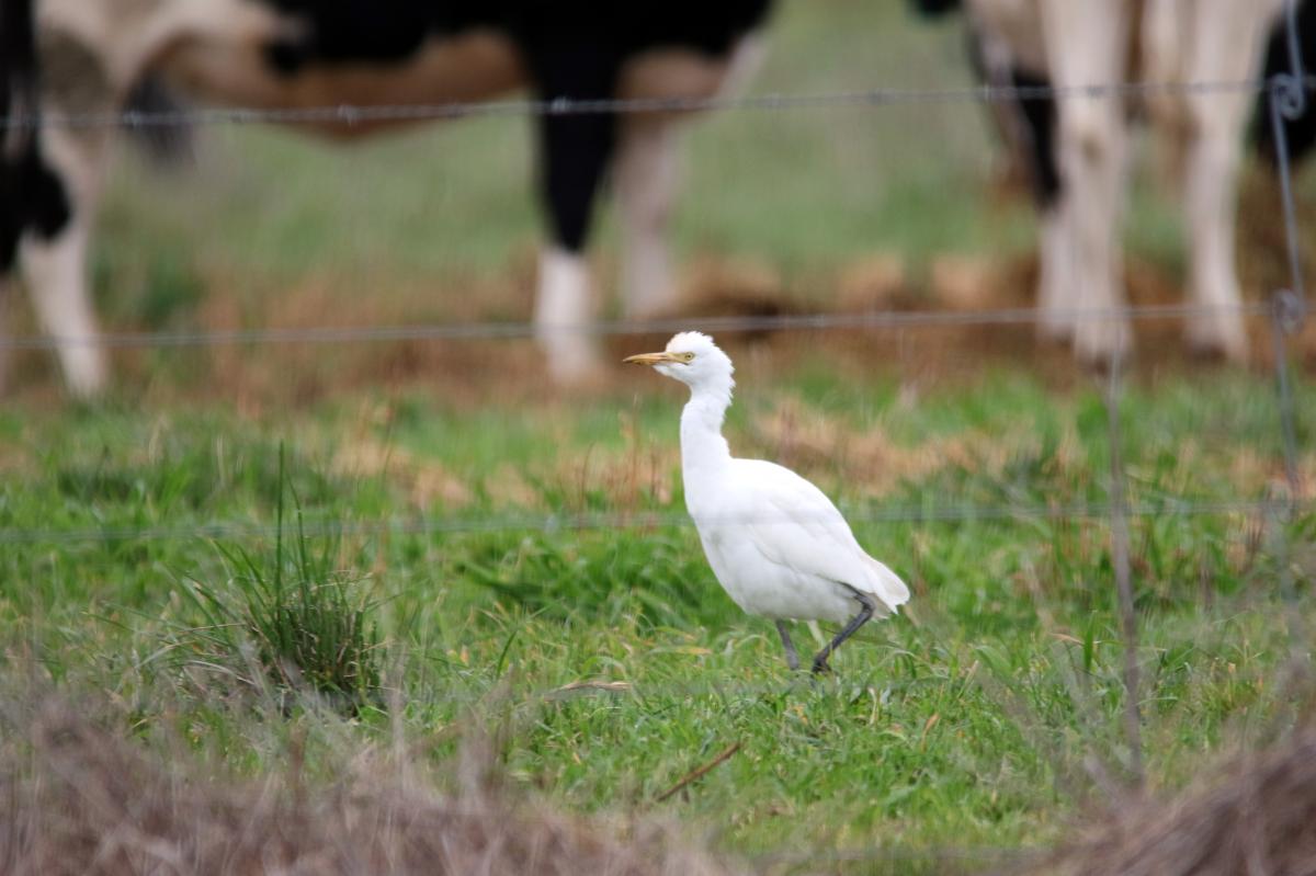 Cattle Egret (Bubulcus ibis)