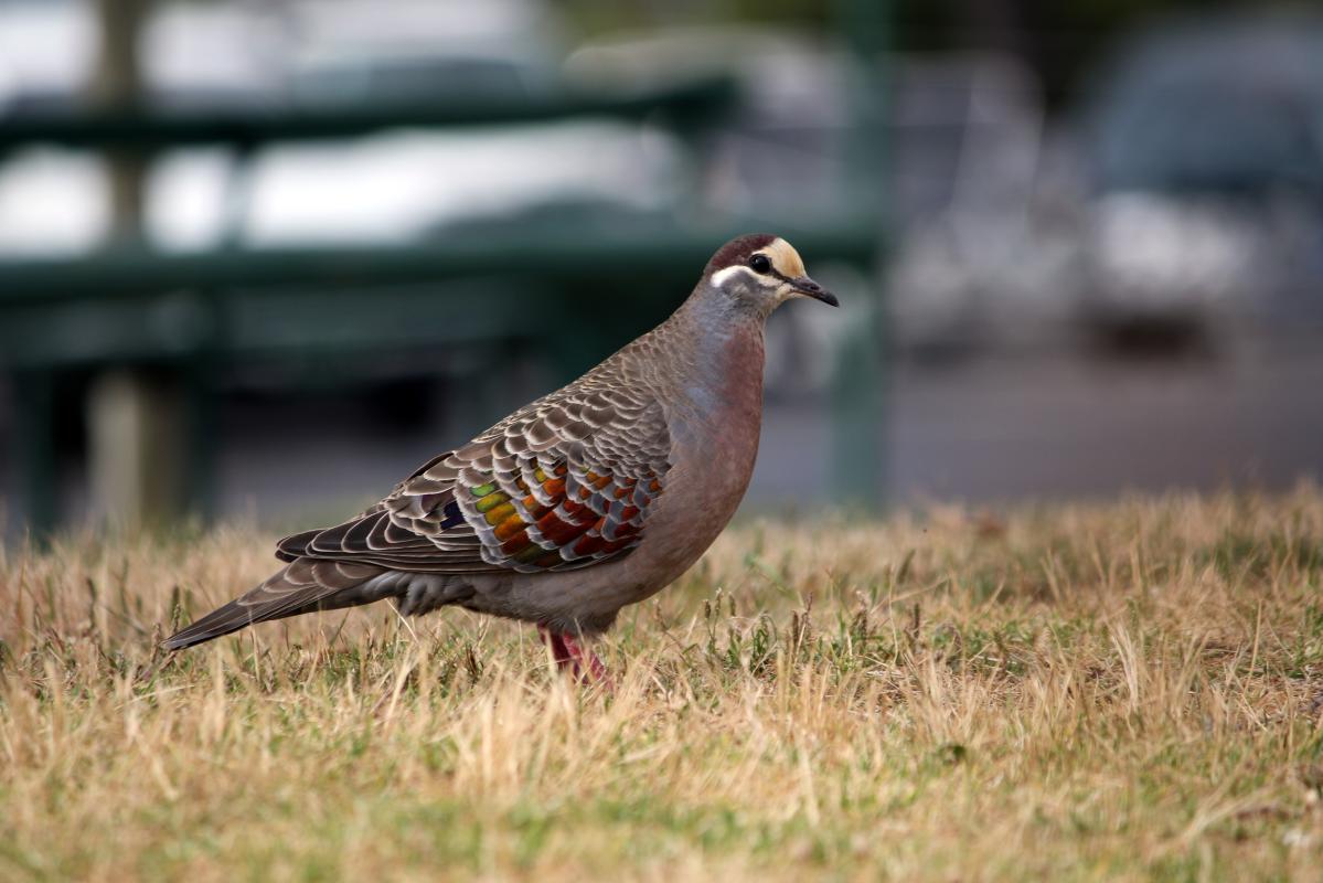 Common Bronzewing (Phaps chalcoptera)