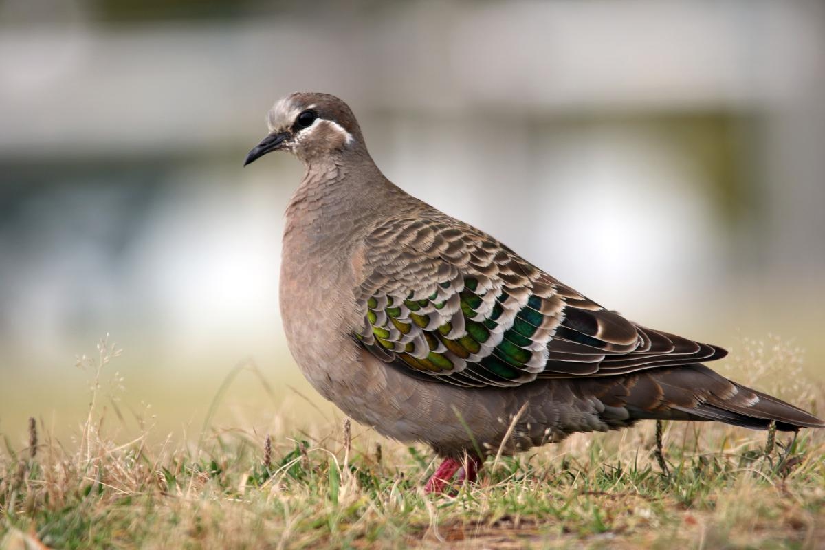 Common Bronzewing (Phaps chalcoptera)