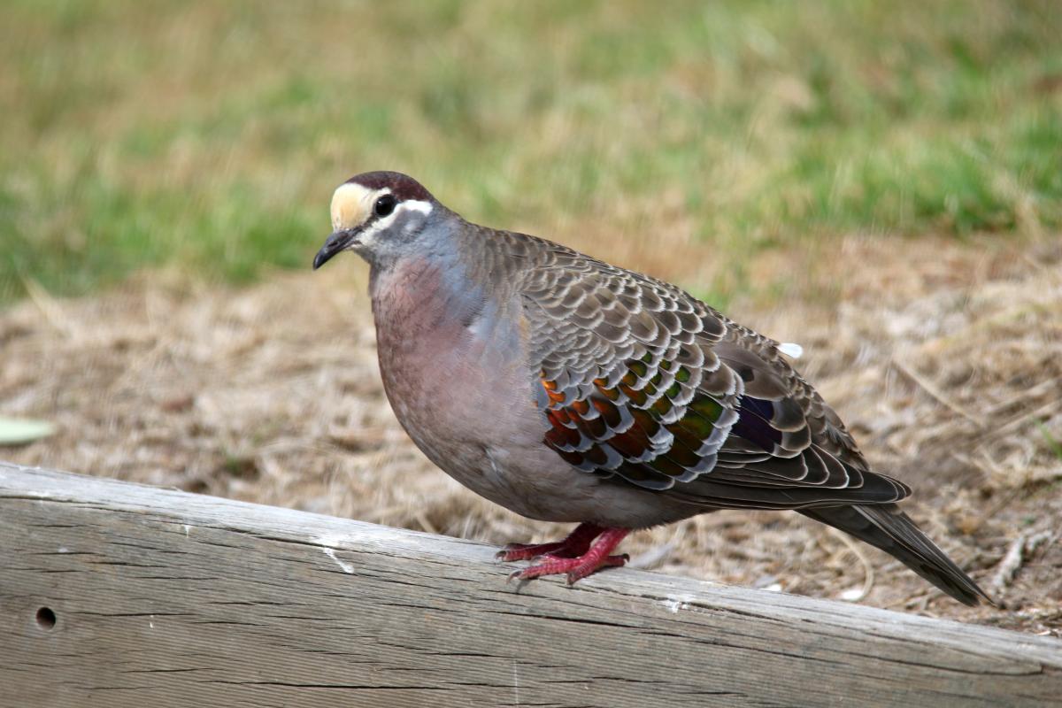 Common Bronzewing (Phaps chalcoptera)