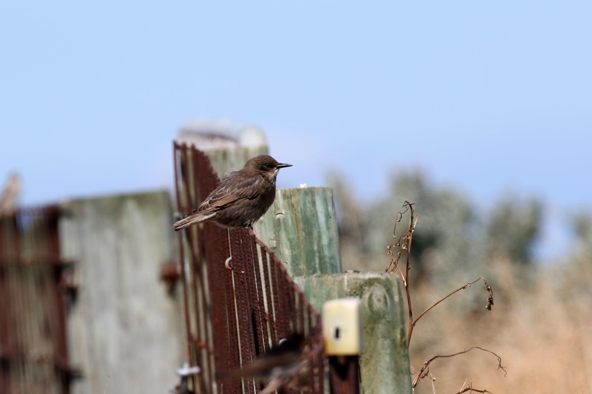 Common Starling (Sturnus vulgaris)