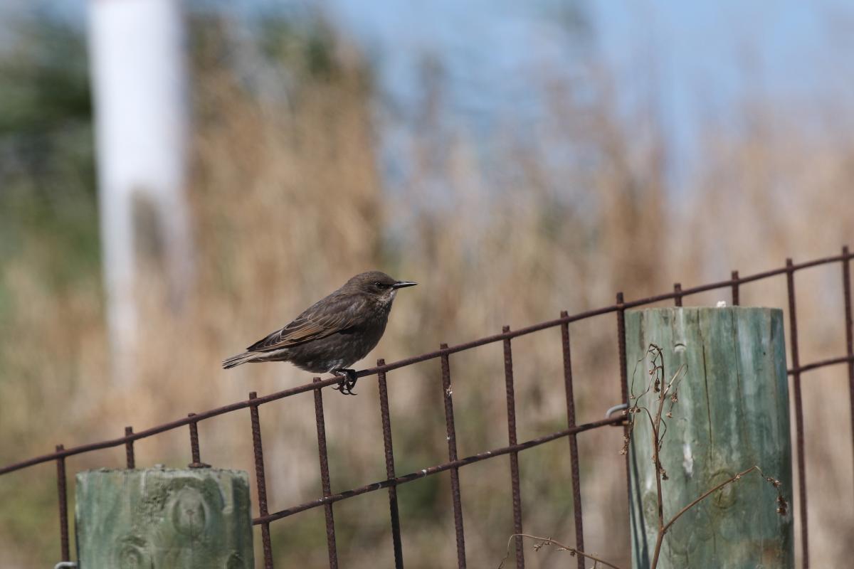 Common Starling (Sturnus vulgaris)