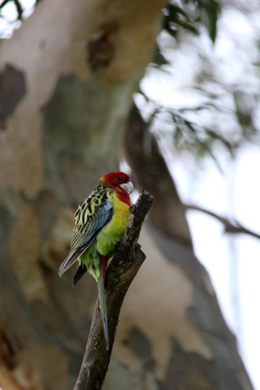 Eastern Rosella (Platycercus eximius)