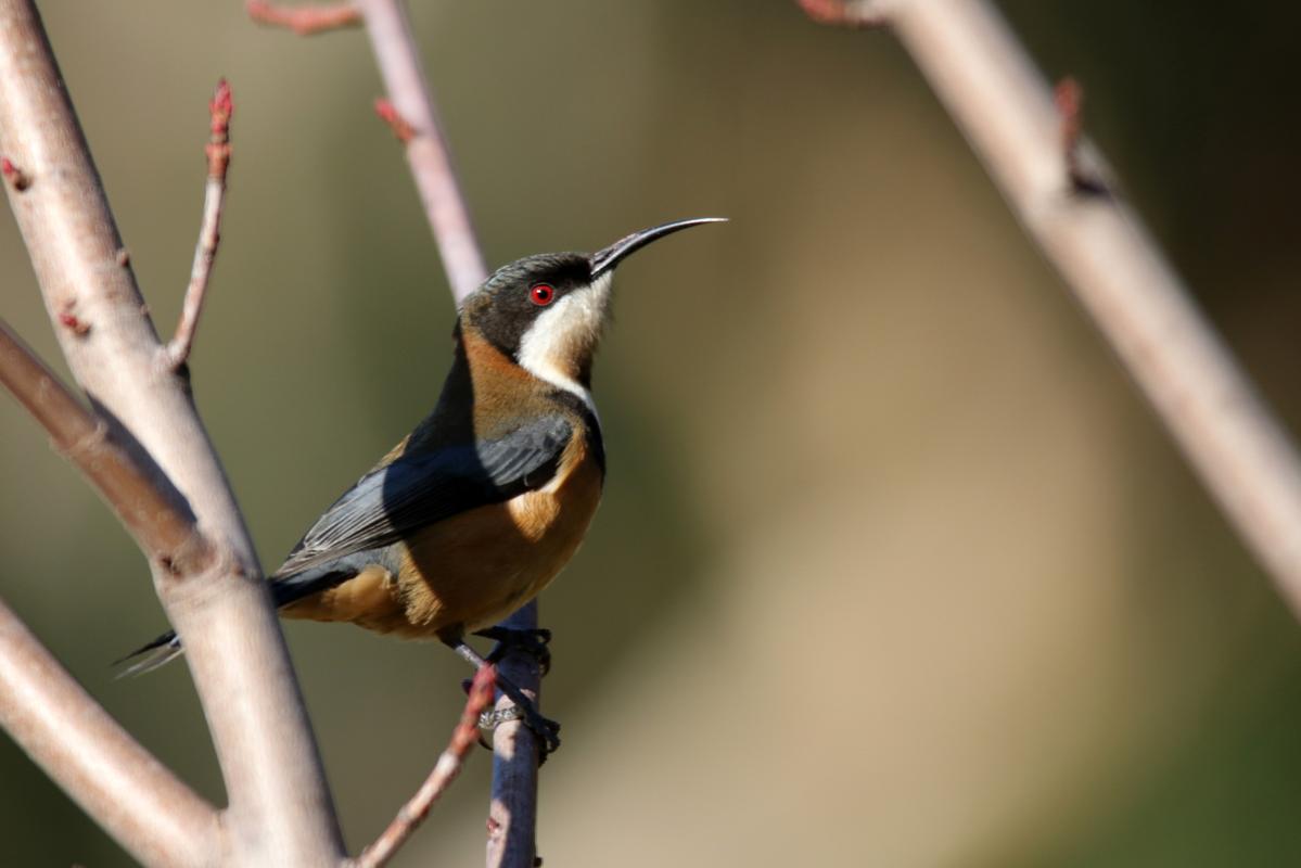 Eastern Spinebill (Acanthorhynchus tenuirostris)