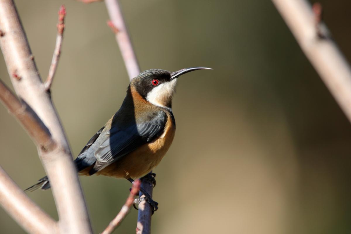 Eastern Spinebill (Acanthorhynchus tenuirostris)