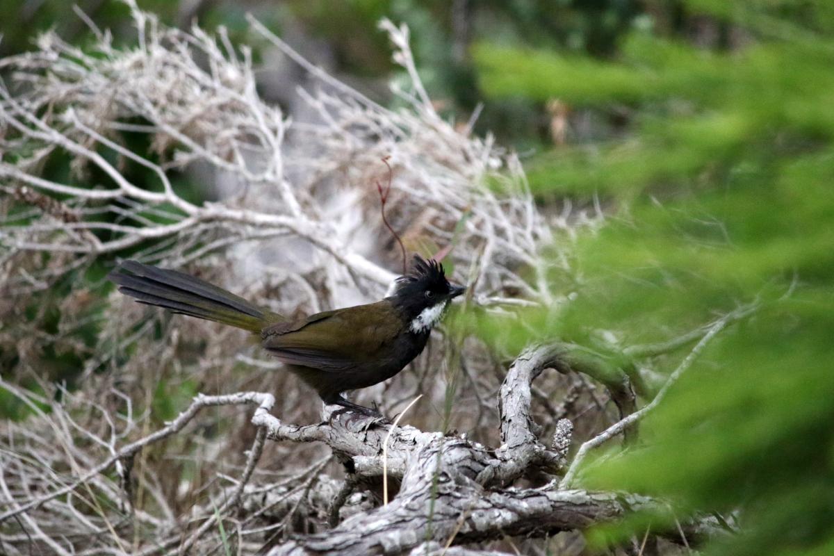 Eastern whipbird (Psophodes olivaceus)