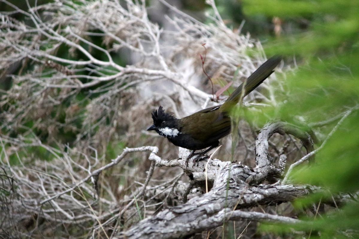 Eastern whipbird (Psophodes olivaceus)