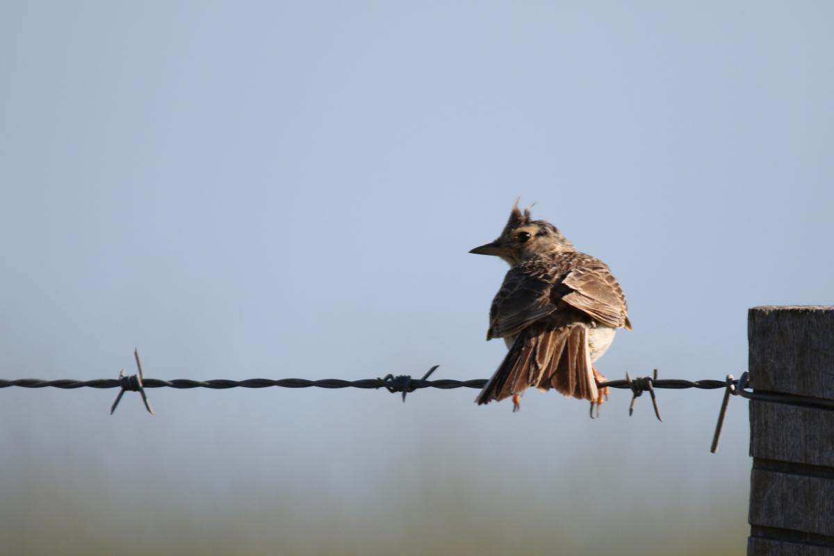 Eurasian skylark (Alauda arvensis)