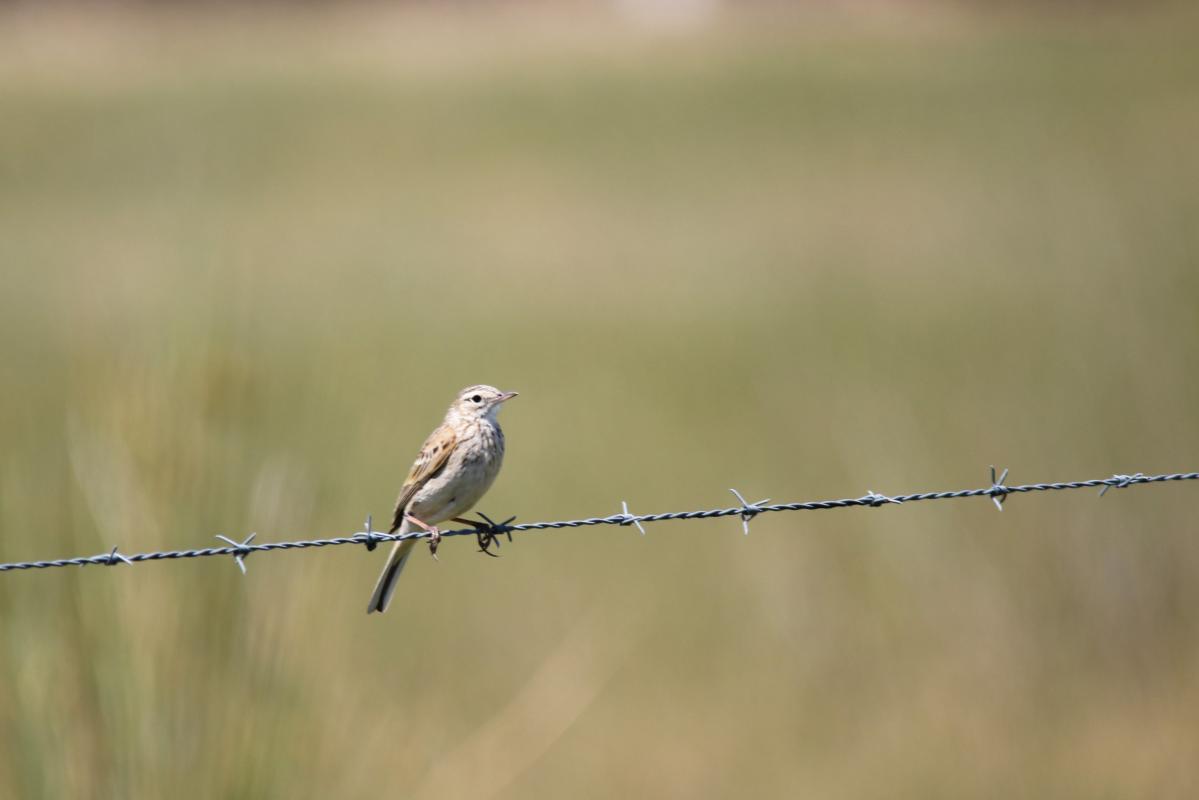 Eurasian skylark (Alauda arvensis)