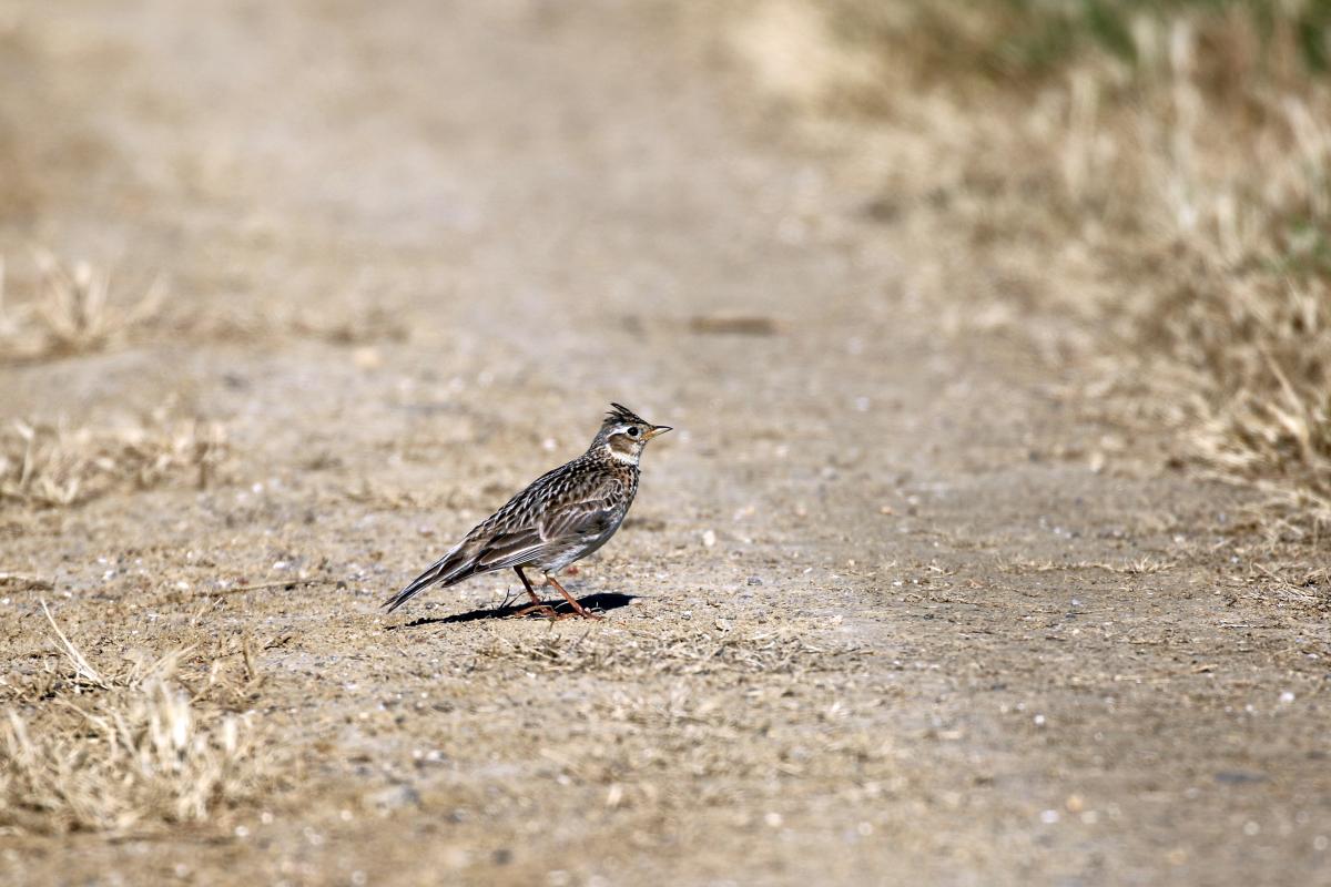 Eurasian skylark (Alauda arvensis)