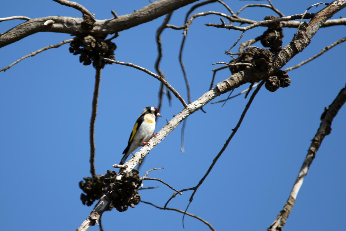 European Goldfinch (Carduelis carduelis)