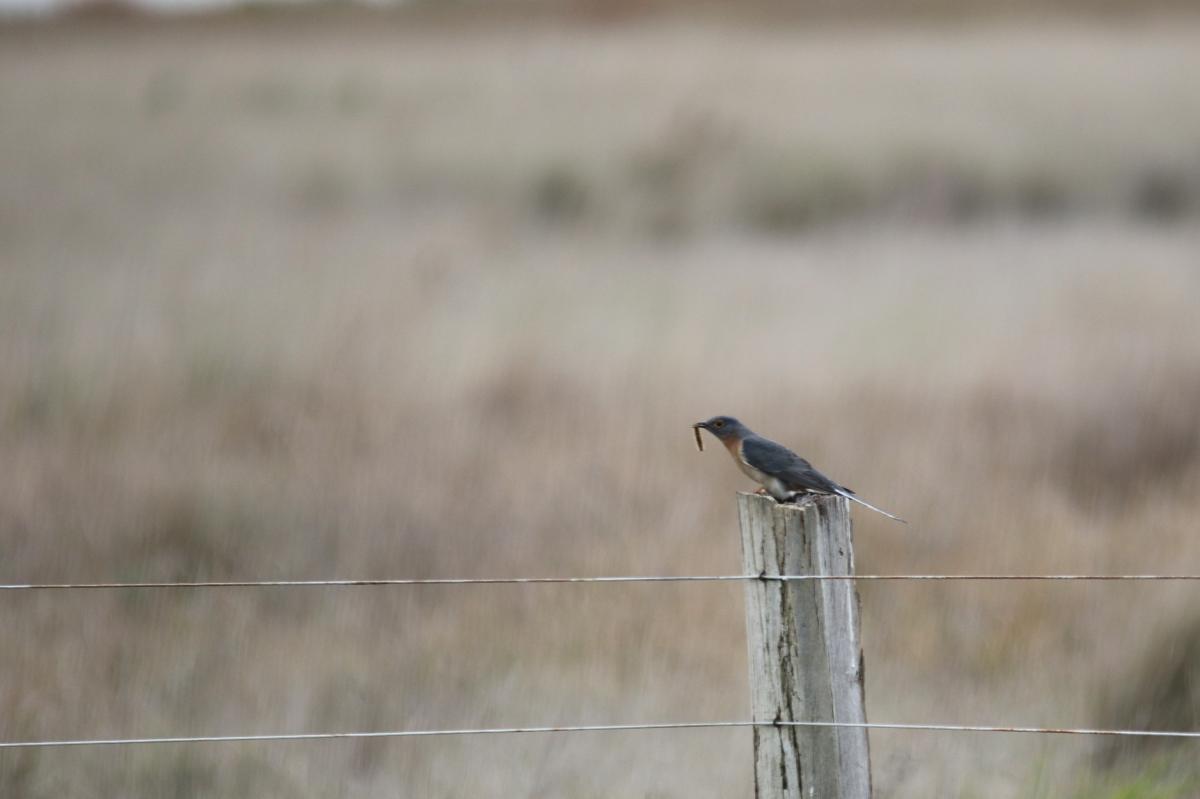 Fan-tailed cuckoo (Cacomantis flabelliformis)