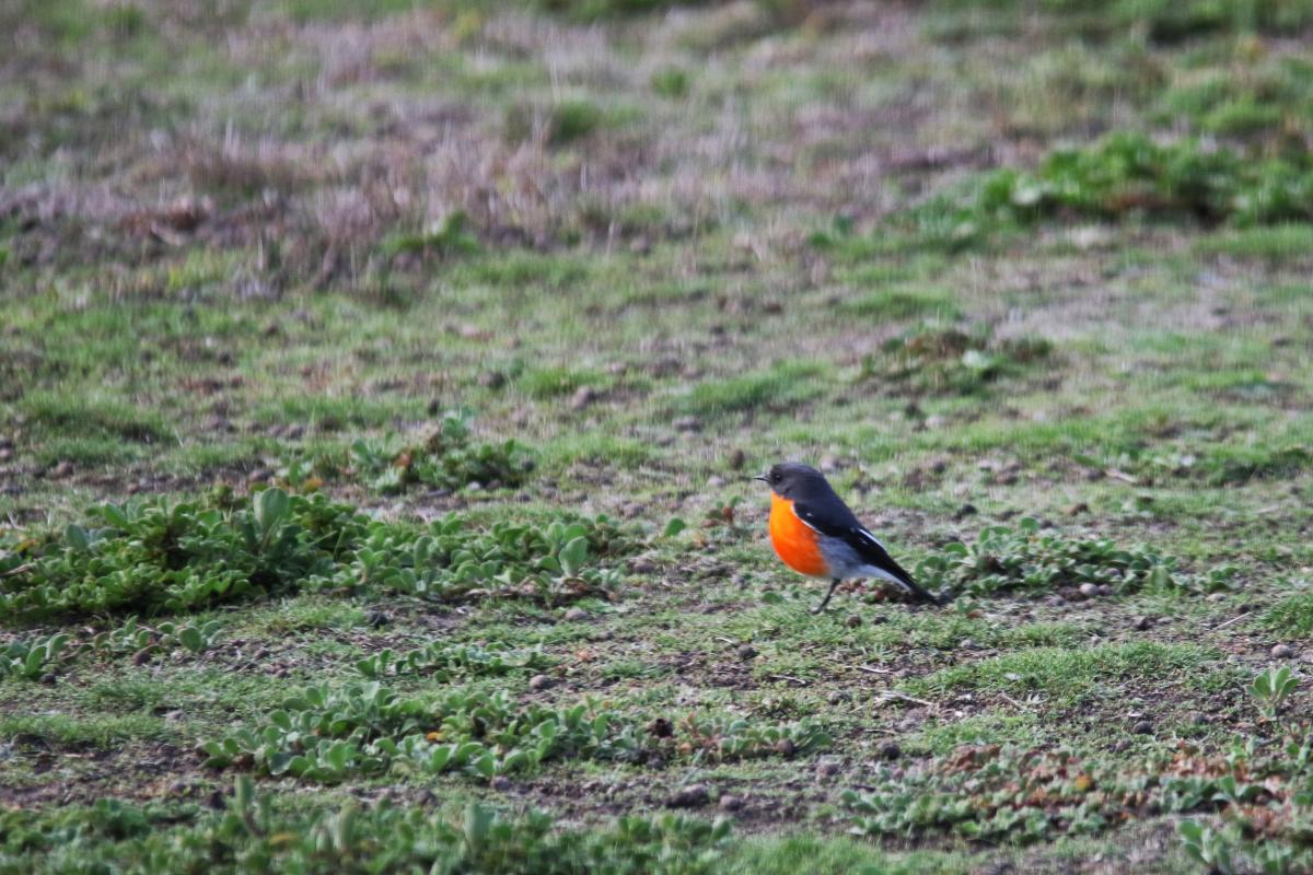 Flame Robin (Petroica phoenicea)