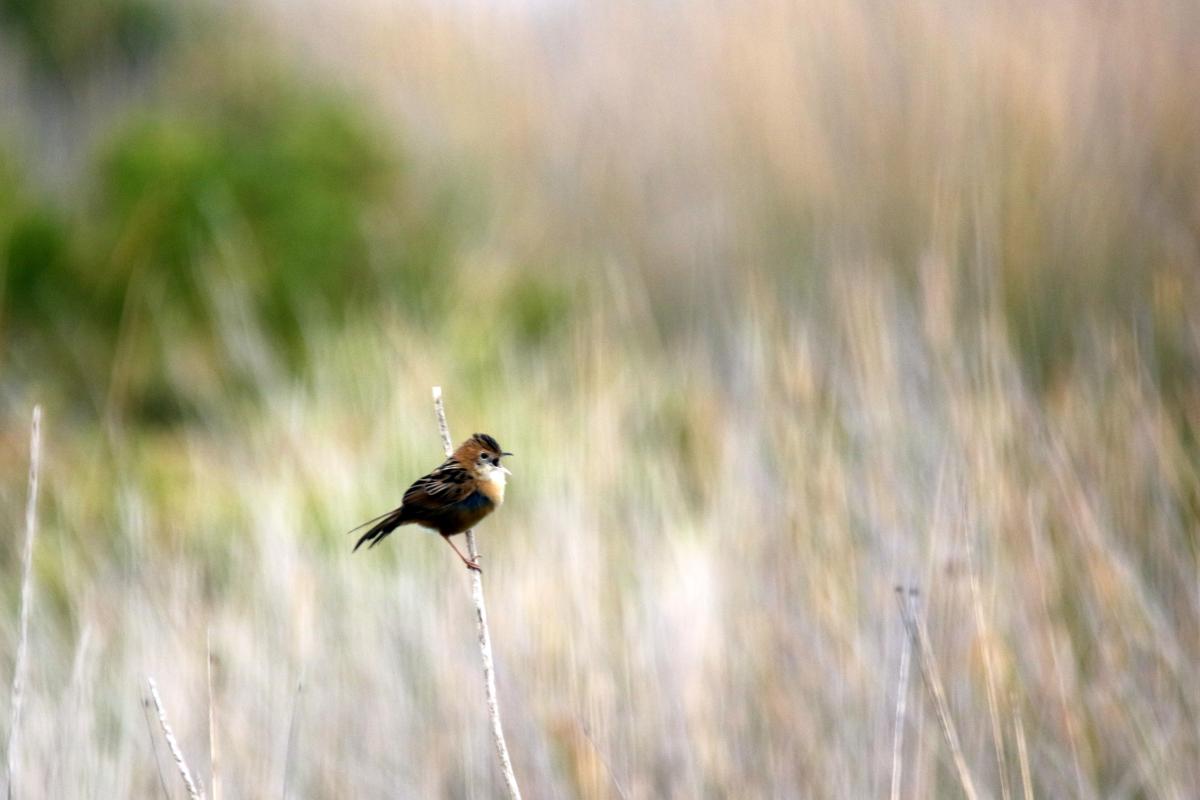 Golden-headed Cisticola (Cisticola exilis)