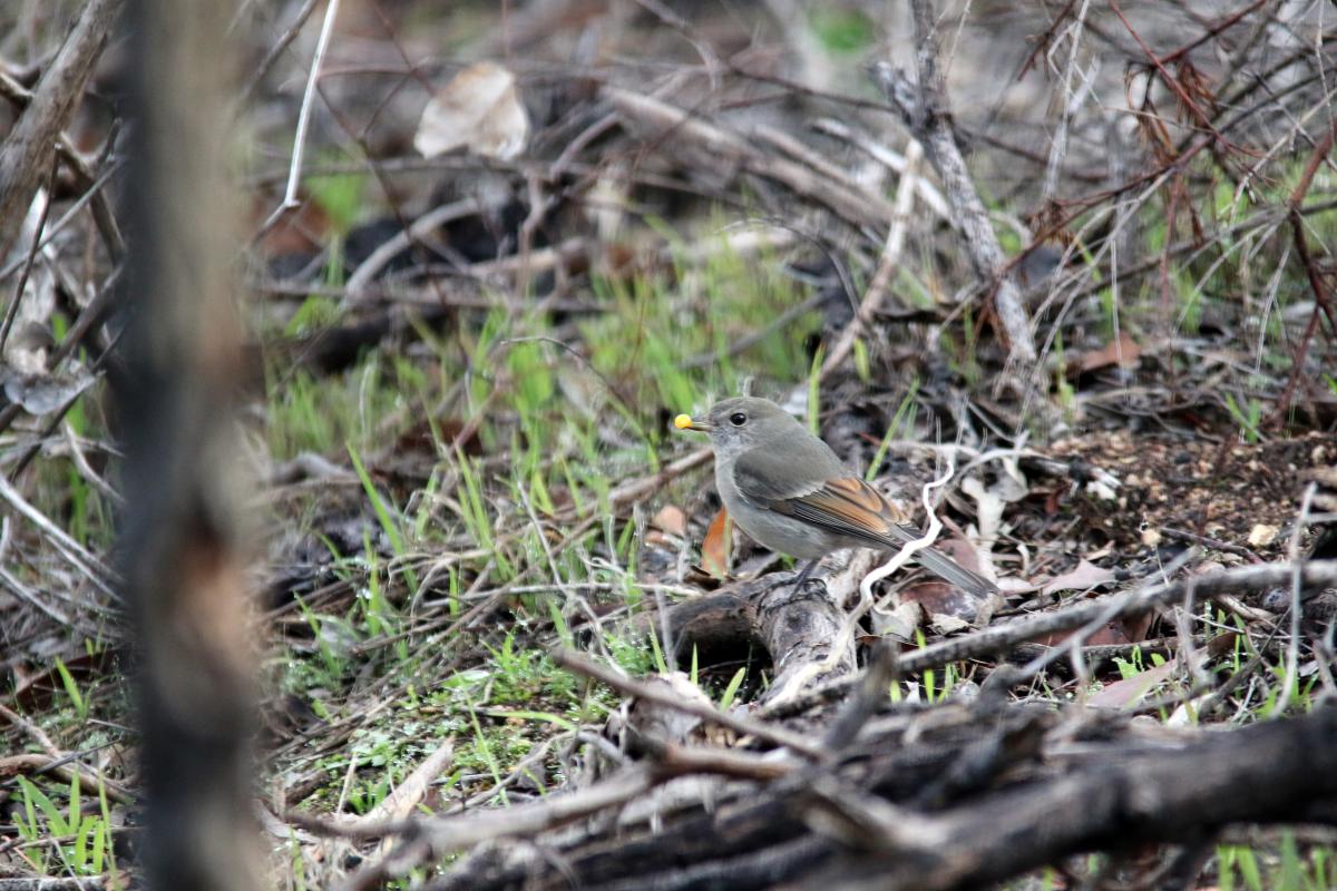 Australian Golden Whistler (Pachycephala pectoralis)