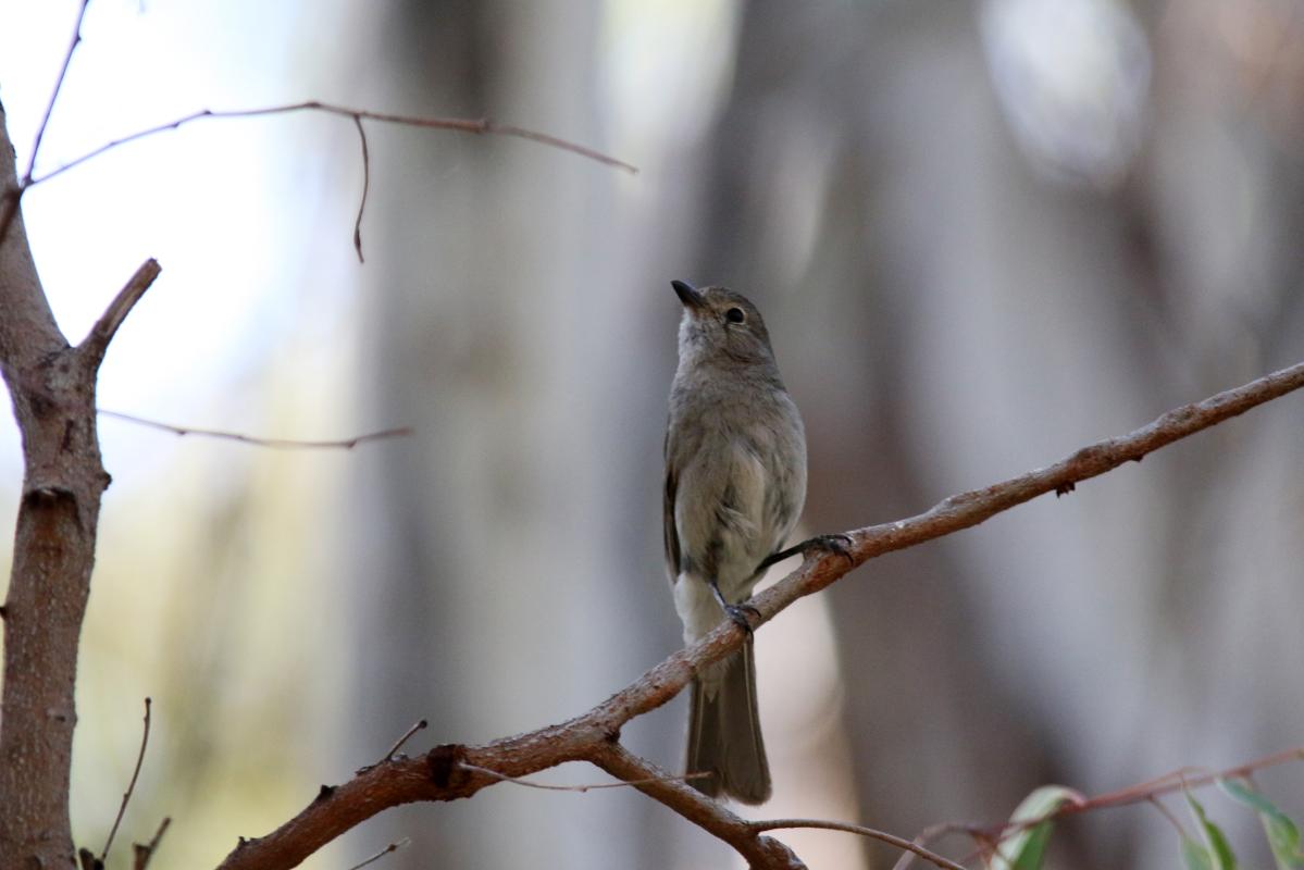 Australian Golden Whistler (Pachycephala pectoralis)