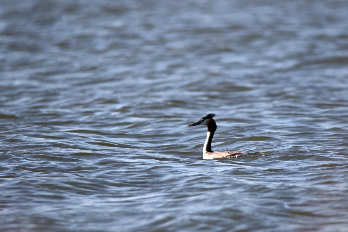 Great Crested Grebe (Podiceps cristatus)