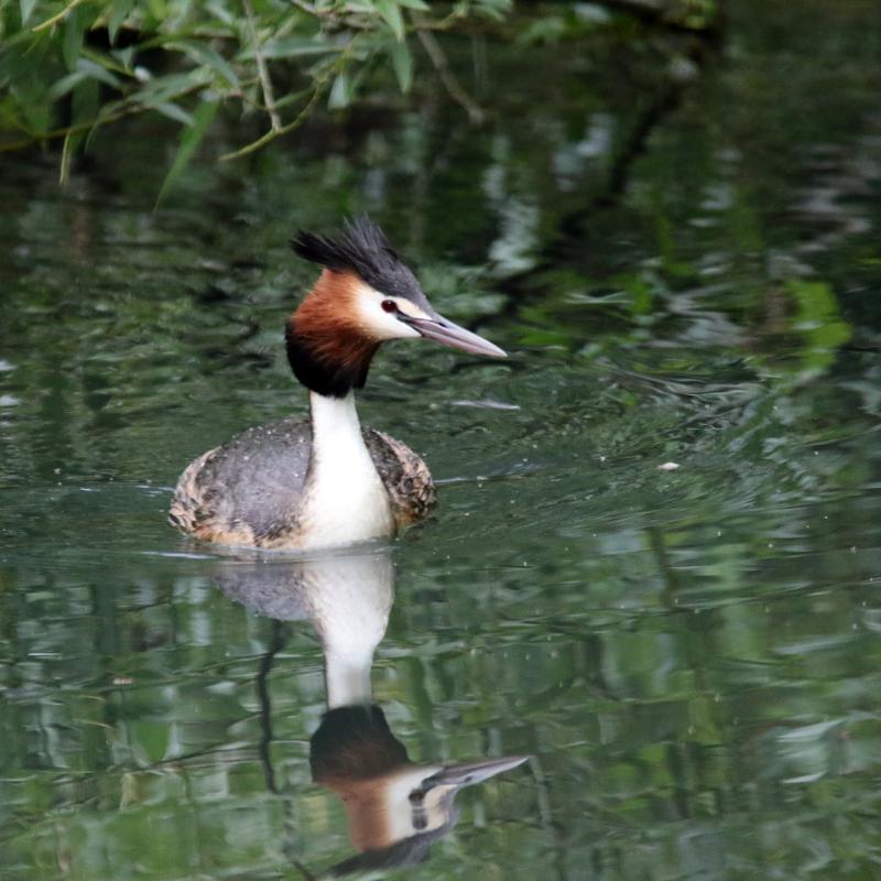 Great Crested Grebe (Podiceps cristatus)