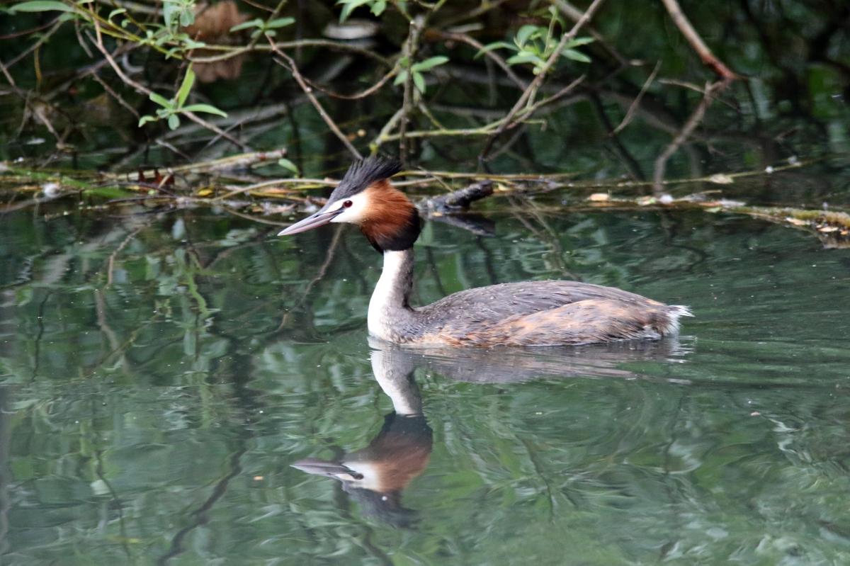 Great Crested Grebe (Podiceps cristatus)