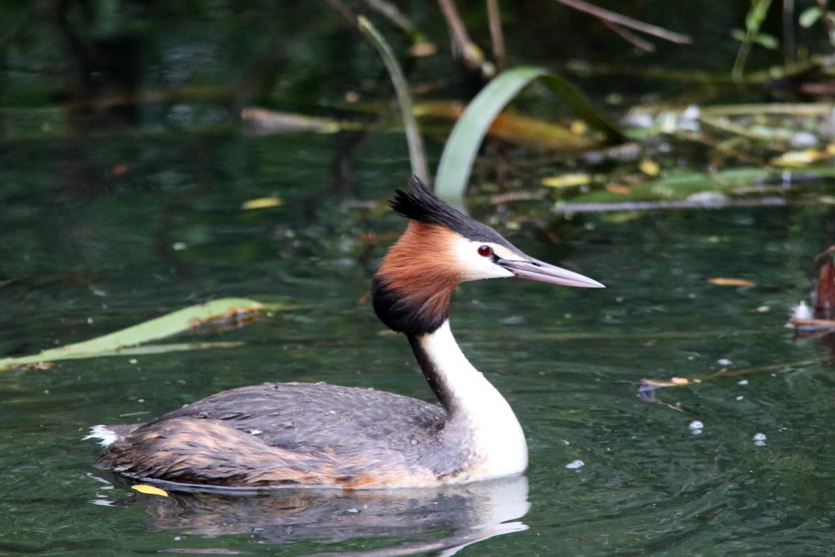 Great Crested Grebe (Podiceps cristatus)