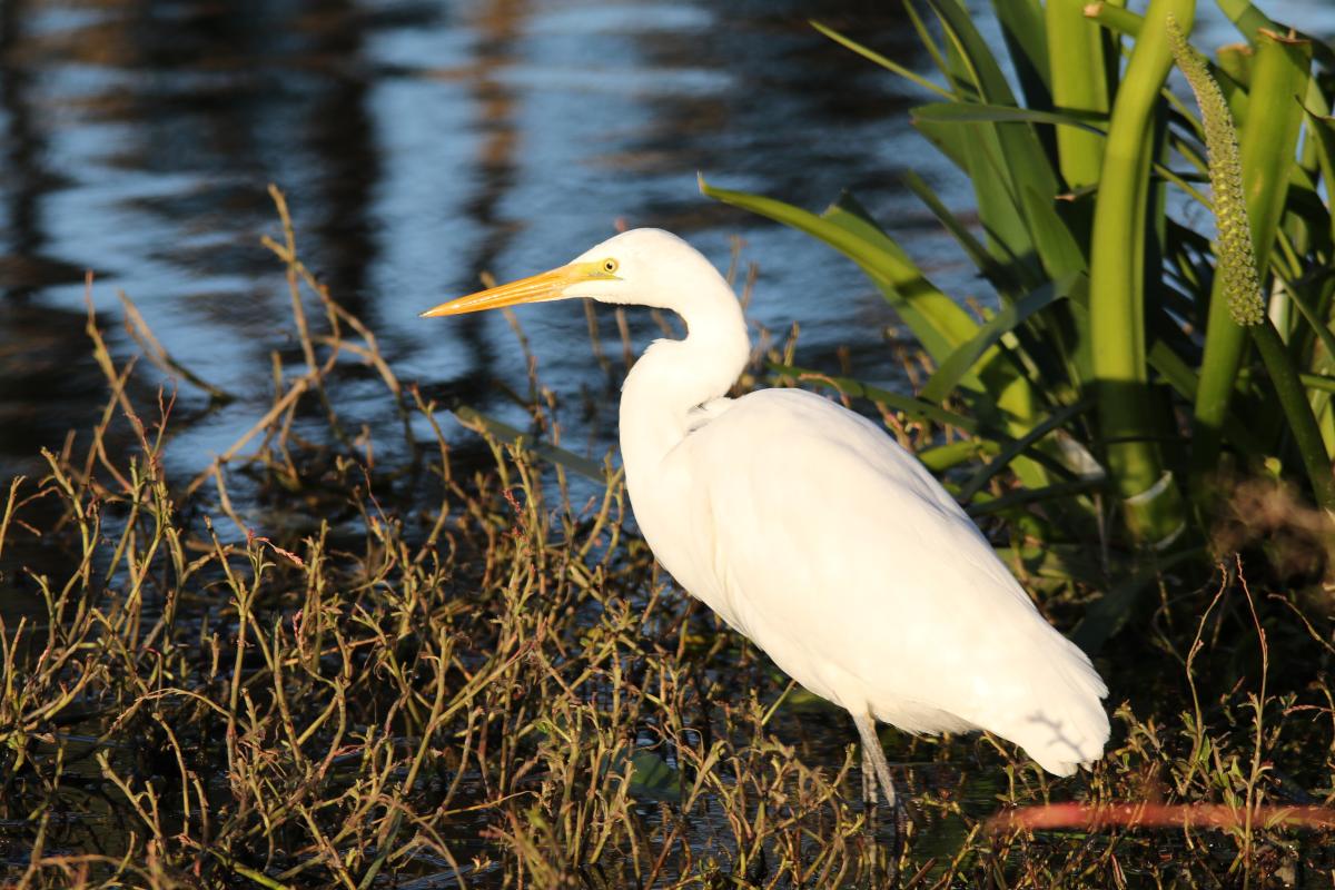 Great Egret (Ardea alba)