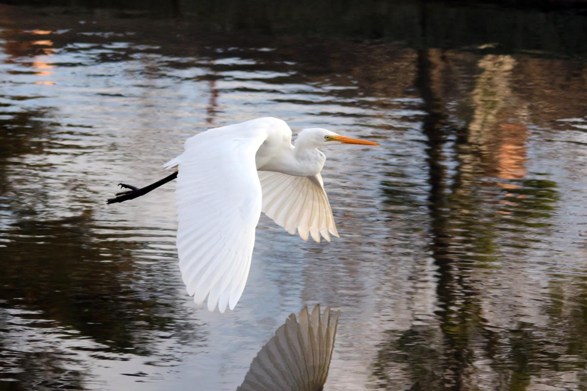 Great Egret (Ardea alba)