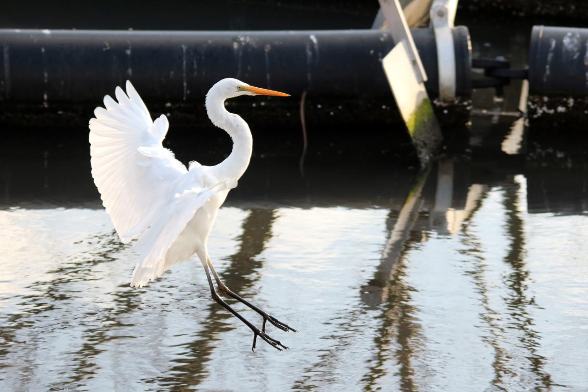 Great Egret (Ardea alba)