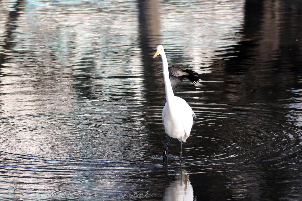 Great Egret (Ardea alba)