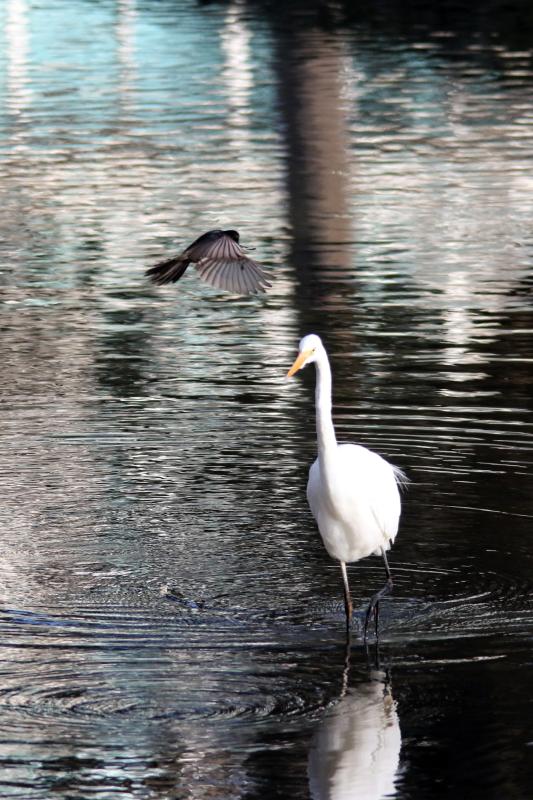 Great Egret (Ardea alba)