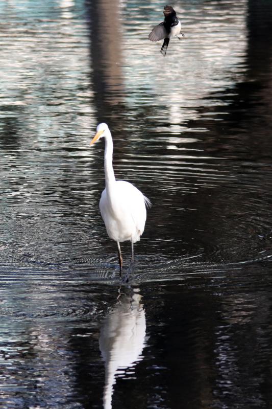 Great Egret (Ardea alba)