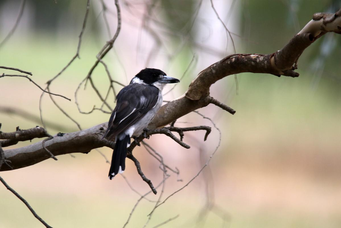 Grey Butcherbird (Cracticus torquatus)