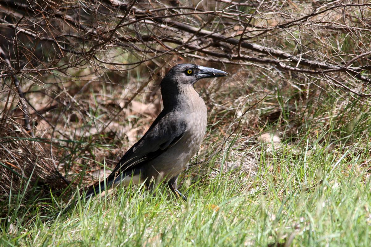 Grey Currawong (Strepera versicolor)