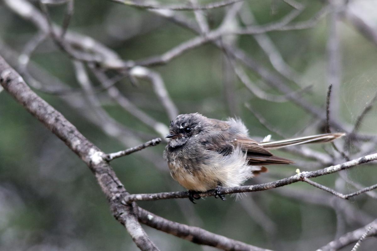 Grey Fantail (Rhipidura albiscapa)