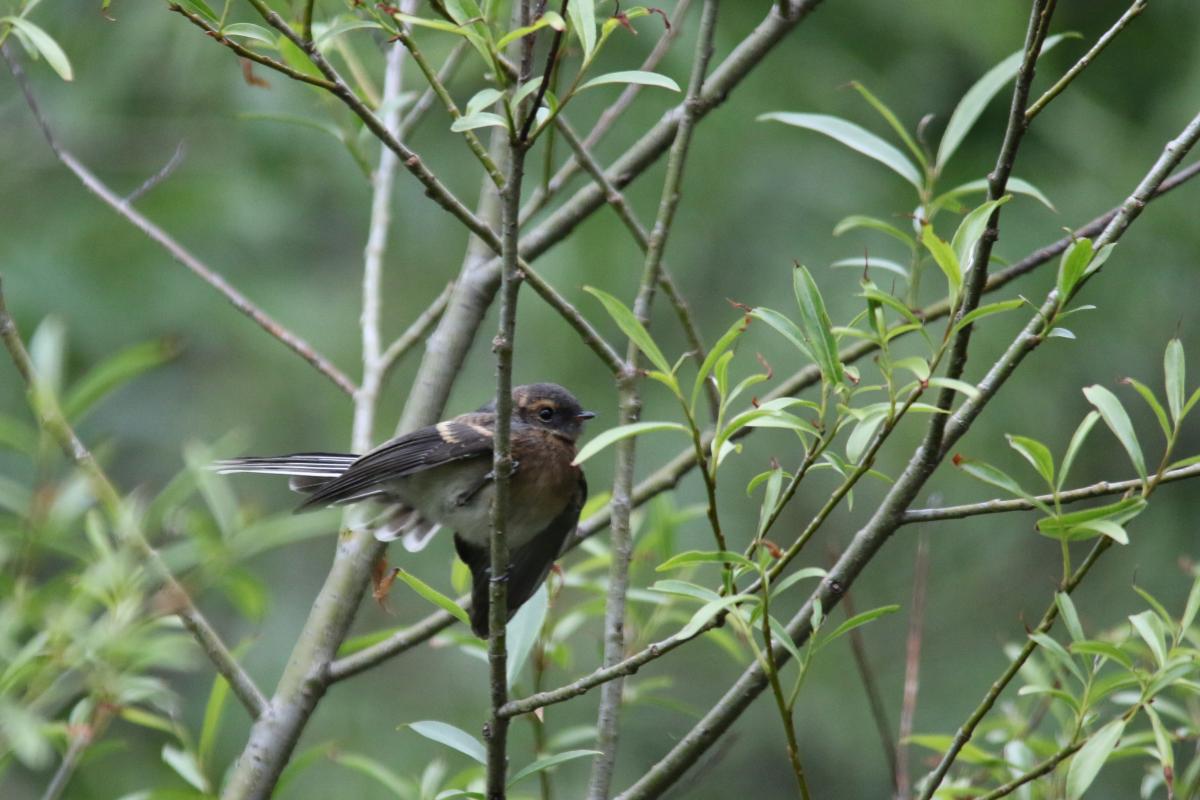 Grey Fantail (Rhipidura albiscapa)