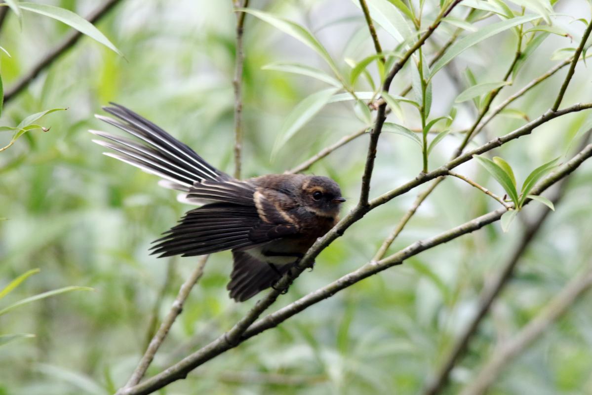 Grey Fantail (Rhipidura albiscapa)