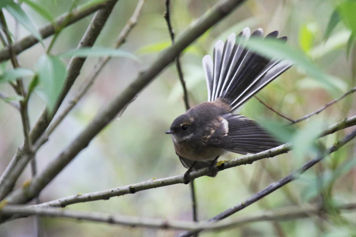 Grey Fantail (Rhipidura albiscapa)