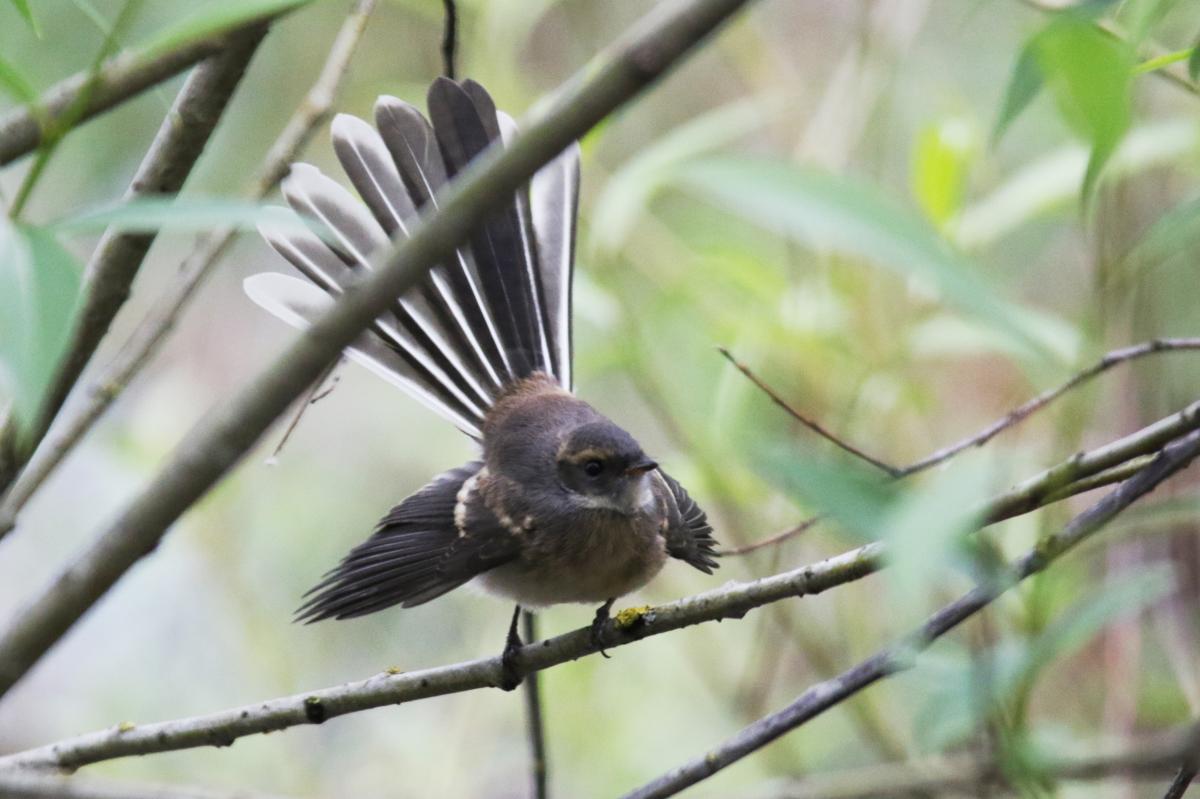 Grey Fantail (Rhipidura albiscapa)