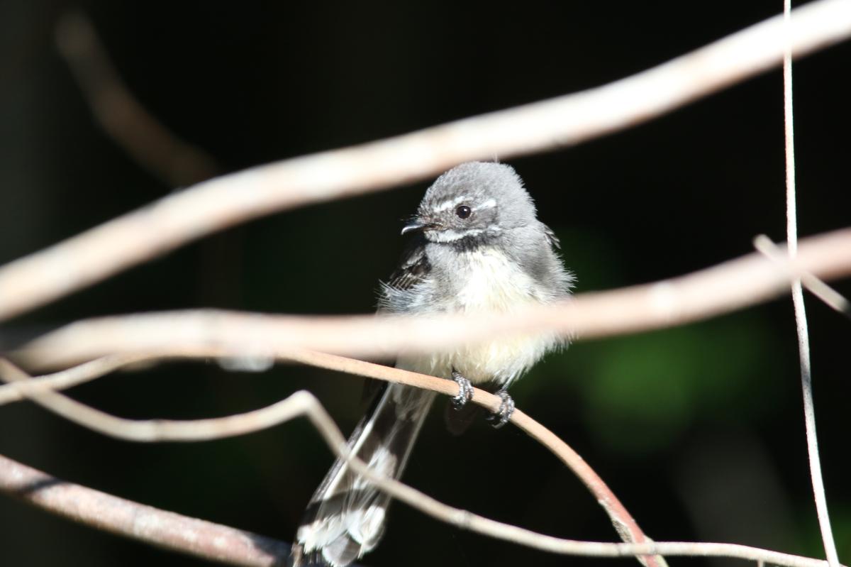 Grey Fantail (Rhipidura albiscapa)