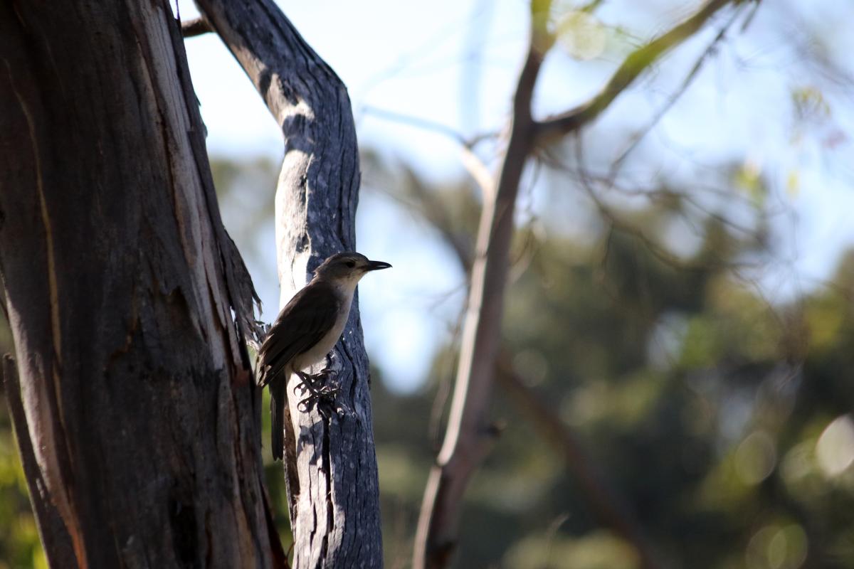 Grey Shrikethrush (Colluricincla harmonica)