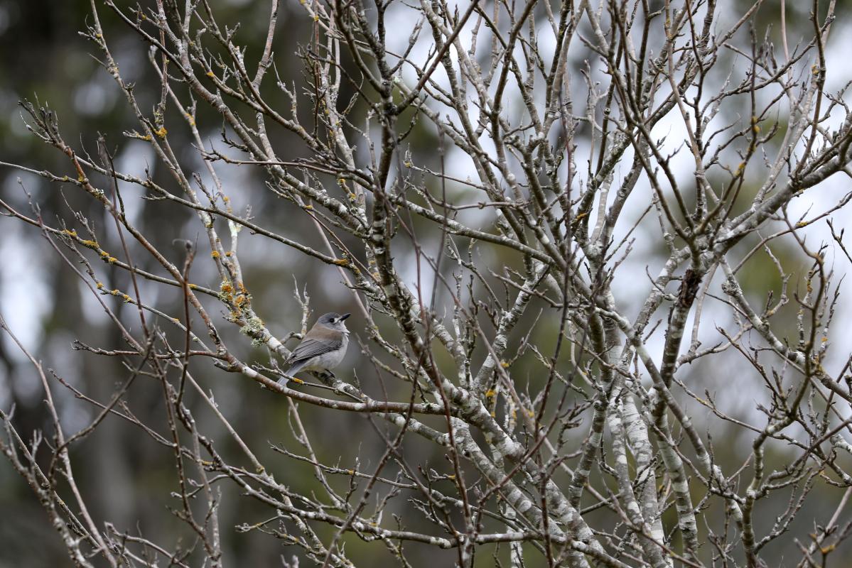 Grey Shrikethrush (Colluricincla harmonica)