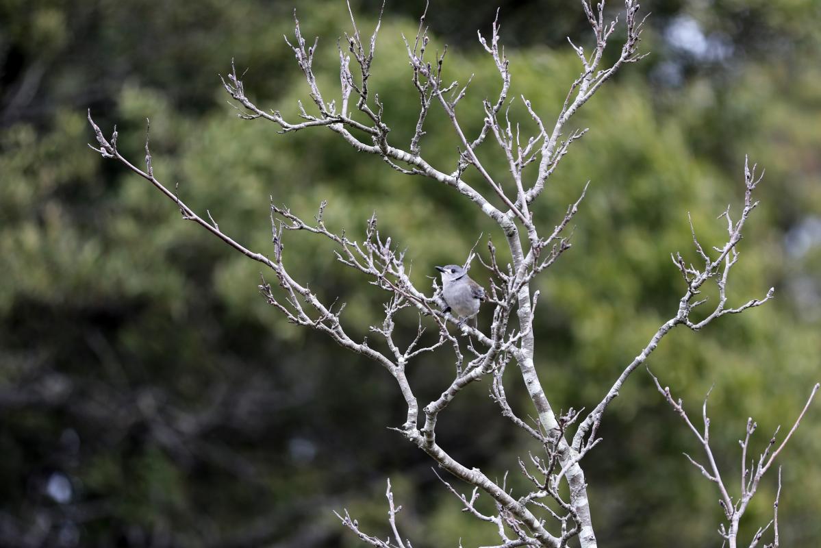 Grey Shrikethrush (Colluricincla harmonica)