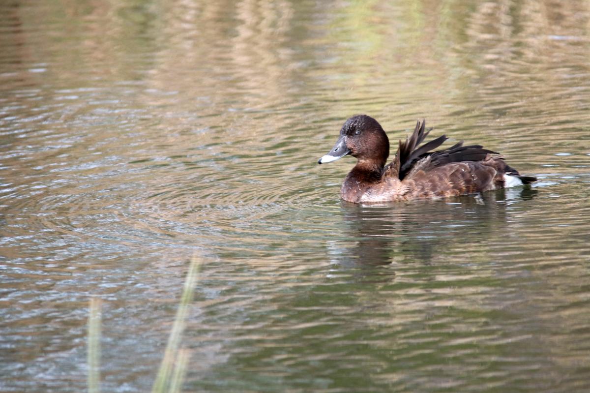 Hardhead (Aythya australis)