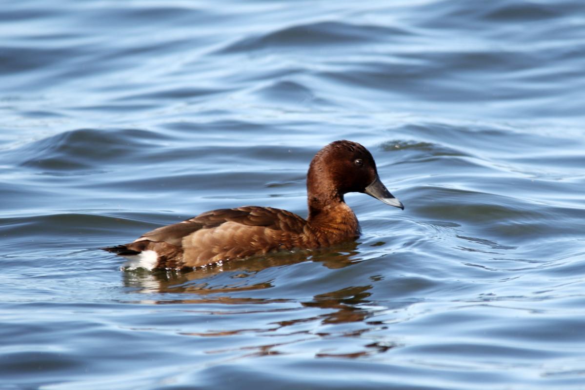 Hardhead (Aythya australis)