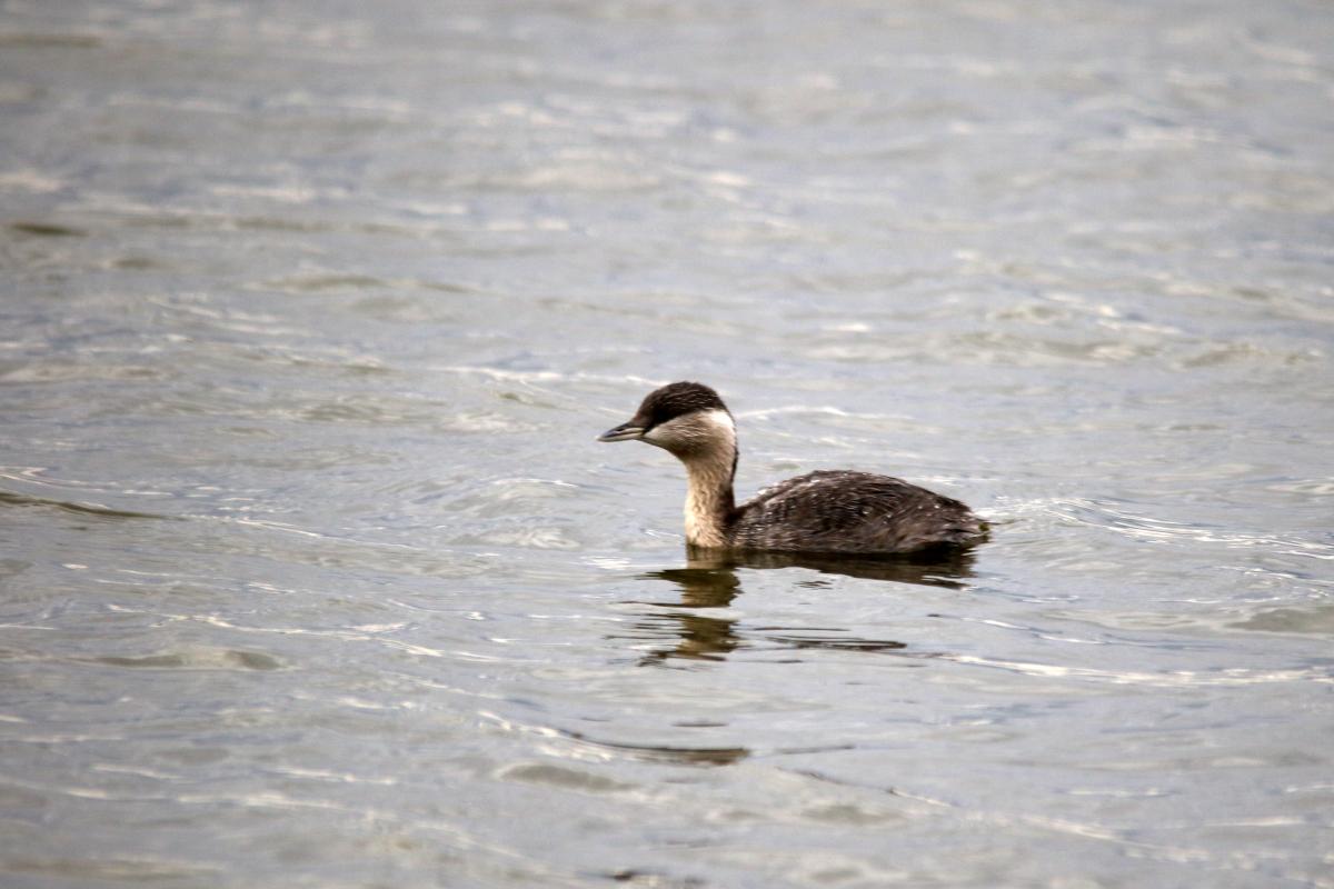 Hoary-headed Grebe (Poliocephalus poliocephalus)