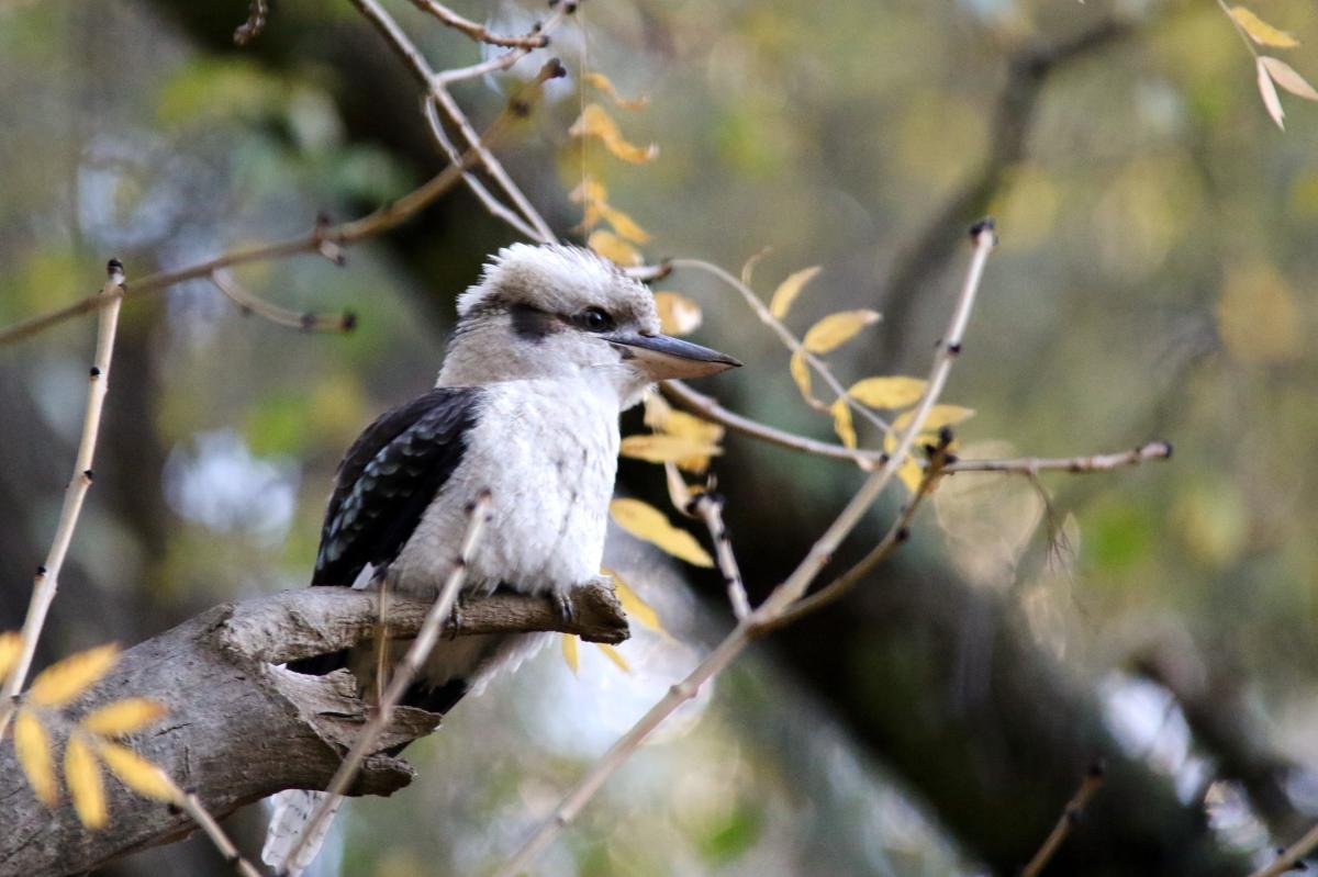 Laughing Kookaburra (Dacelo novaeguineae)